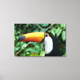 Yellow Beaked Toucan Canvas Print