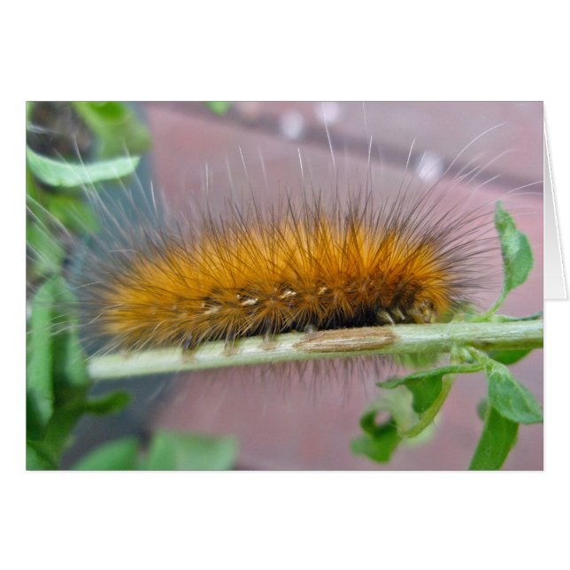 Yellow Bear Caterpillar Virginian Tiger Moth Items (Front Horizontal)
