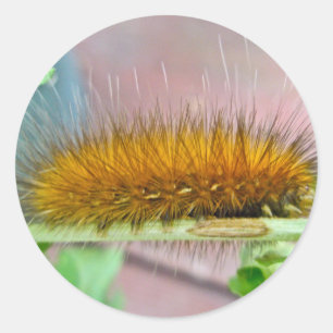 Yellow Bear Caterpillar Virginian Tiger Moth Items Classic Round Sticker