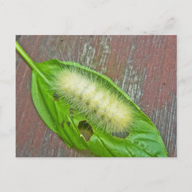 Yellow Bear Caterpillar Virginian Tiger Moth Items Postcard (Front)