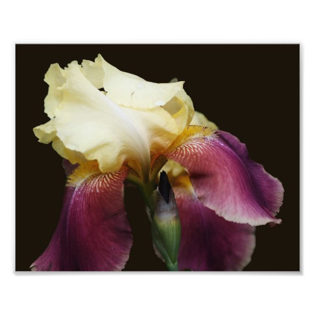 Yellow Bearded Iris Flower 8x10 Photo Print (Front)