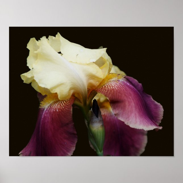 Yellow Bearded Iris Flower Poster (Front)