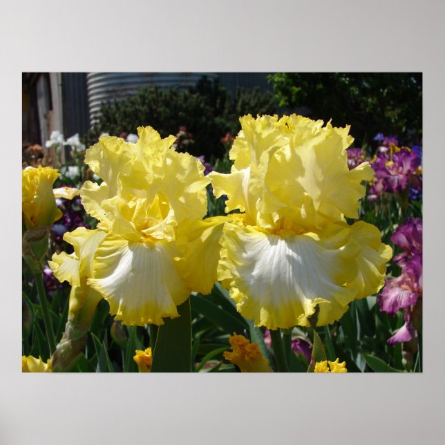 Yellow Bearded Iris Irises Flowers floral Poster (Front)