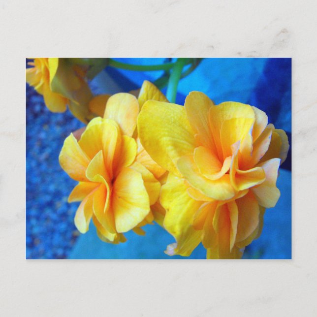 Yellow Begonias Postcard (Front)