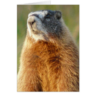 Yellow-bellied Marmot