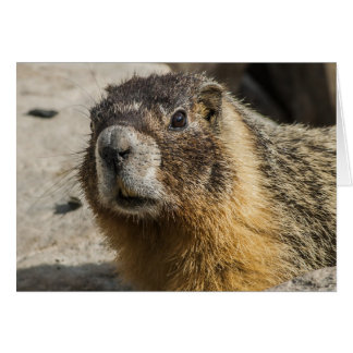 Yellow Bellied Marmot
