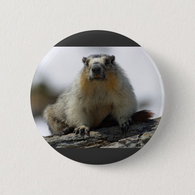 Yellow Bellied Marmot 2 Inch Round Button (Front)