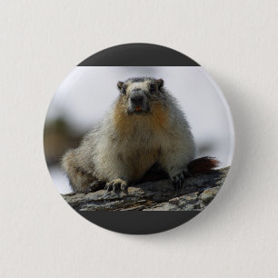 Yellow Bellied Marmot 2 Inch Round Button
