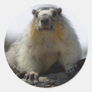 Yellow Bellied Marmot Classic Round Sticker