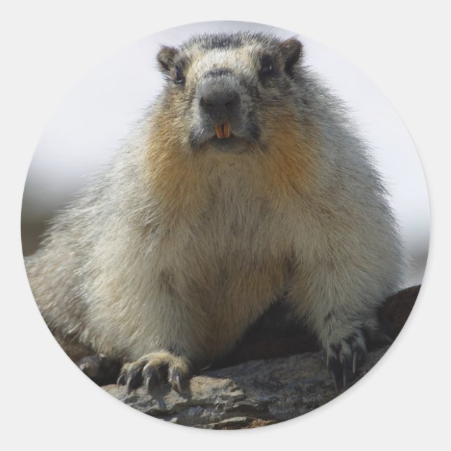 Yellow Bellied Marmot Classic Round Sticker (Front)