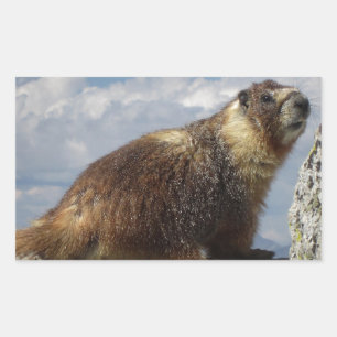 Yellow Bellied Marmot in Yosemite Sticker