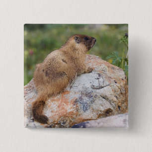 Yellow-bellied Marmot, Marmota flaviventris, 2 Inch Square Button