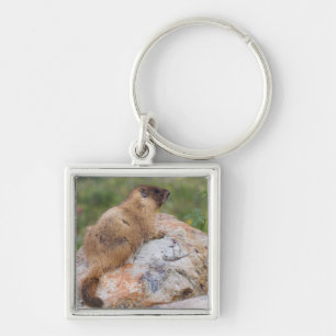 Yellow-bellied Marmot, Marmota flaviventris, Keychain