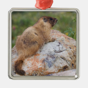 Yellow-bellied Marmot, Marmota flaviventris, Metal Ornament