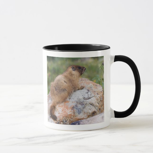 Yellow-bellied Marmot, Marmota flaviventris, Mug (Right)