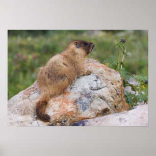 Yellow-bellied Marmot, Marmota flaviventris, Poster