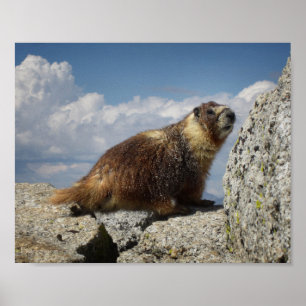 Yellow Bellied Marmot Poster