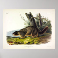 Yellow-bellied Marmot, Rock Chuck by Audubon