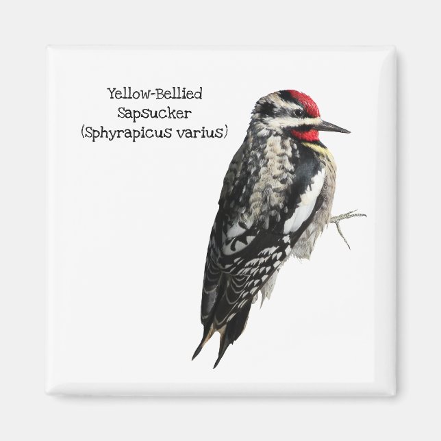 Yellow-Bellied Sapsucker Magnet (Front)