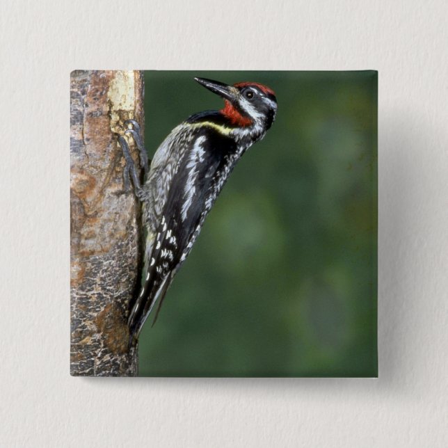 Yellow-bellied Sapsucker (male) 2 Inch Square Button (Front)