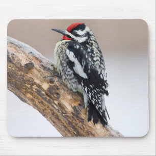 Yellow-bellied Sapsucker male Mouse Pad