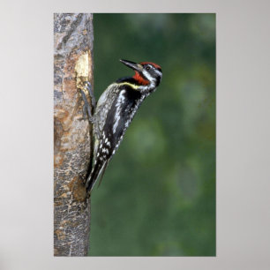 Yellow-bellied Sapsucker (male) Poster