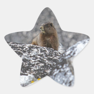 Yellow Belly Marmot Star Sticker