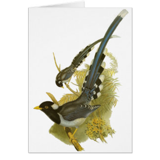 Yellow-billed Blue Magpie