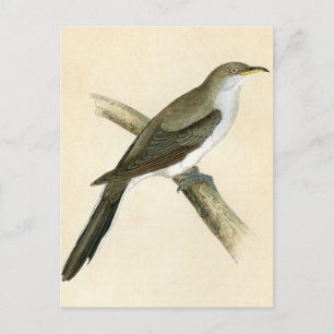 Yellow Billed Cuckoo Postcard
