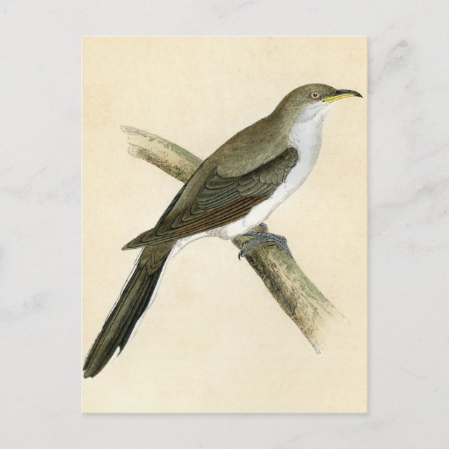 Yellow Billed Cuckoo Postcard (Front)