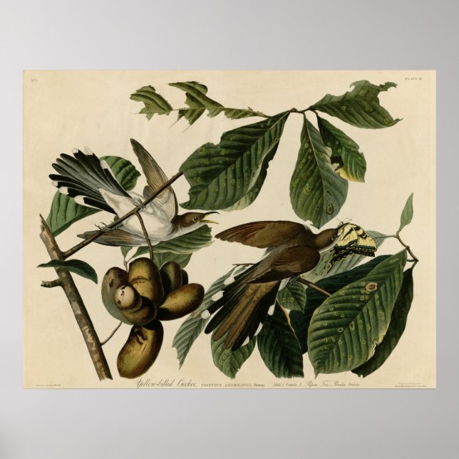 Yellow-Billed Cuckoo The Birds of America Audubon Poster (Front)