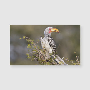 Yellow billed hornbill