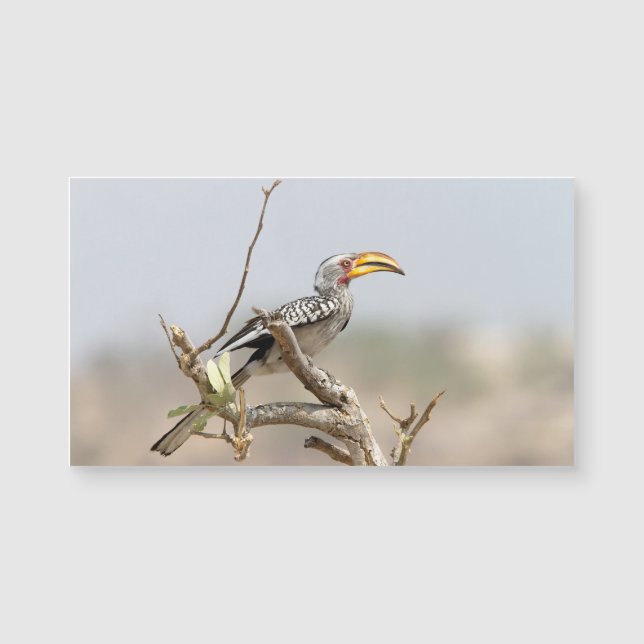 Yellow billed hornbill (Front)