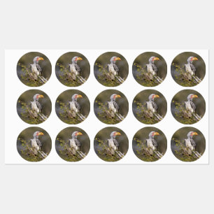 Yellow billed hornbill