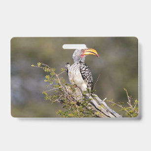 Yellow billed hornbill badge