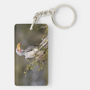 Yellow billed hornbill keychain