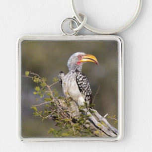 Yellow billed hornbill keychain