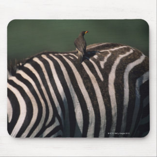 Yellow-billed oxpecker (Buphagus africanus) Mouse Pad
