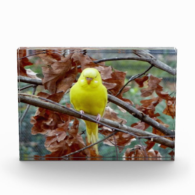Yellow Bird in Tree Block Photo (Front)