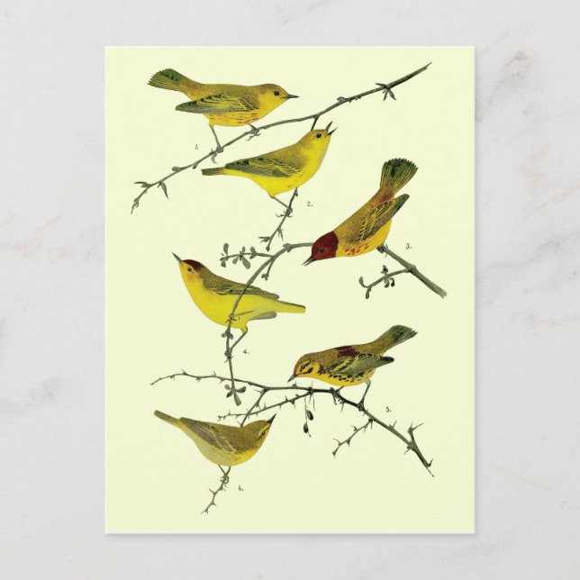 Yellow birds postcard (Front)