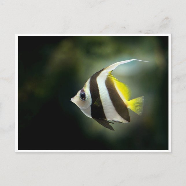 Yellow Black and White Angelfish Postcard (Front)