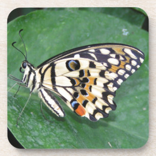Yellow Black and White Butterfly on Leaf Coaster
