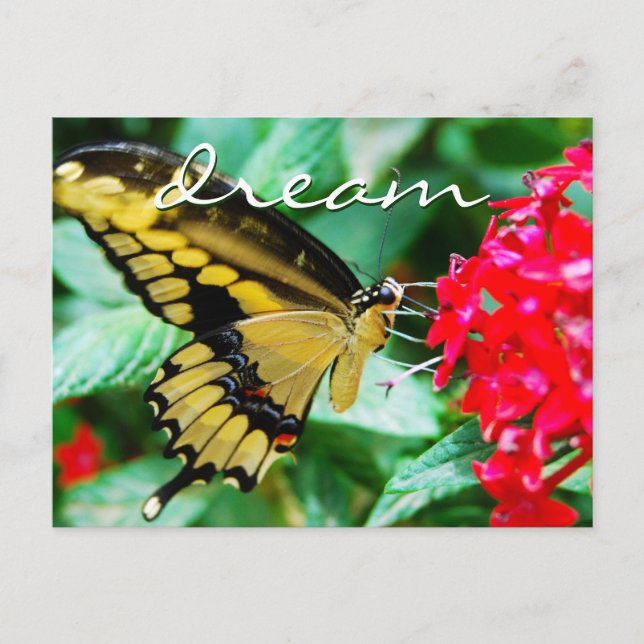 Yellow black butterfly photo dream script modern postcard (Front)