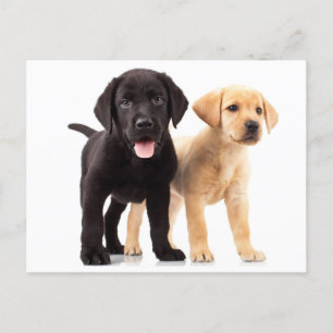 Yellow & Black Labrador Retriever Puppy Postcard