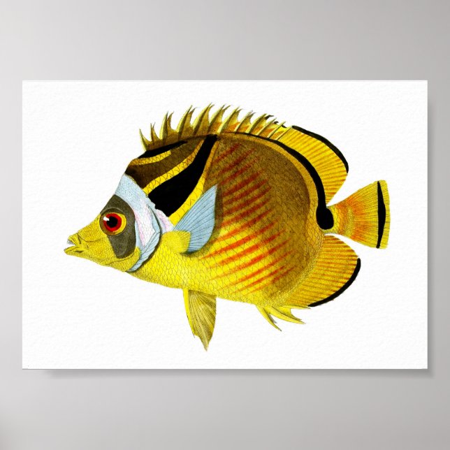 Yellow Black Tropical Fish Art Print no. 4 (Front)