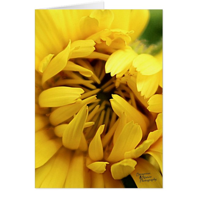 Yellow Bloom (5.0) (Front)