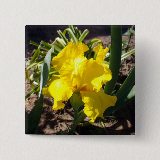 Yellow Blooming Iris Plant, 2 Inch Square Button (Front)