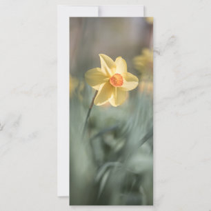Yellow Blossom Daffodil Nature Photo Card