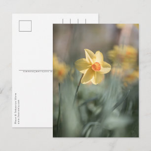 Yellow Blossom Daffodil Nature Photo Postcard