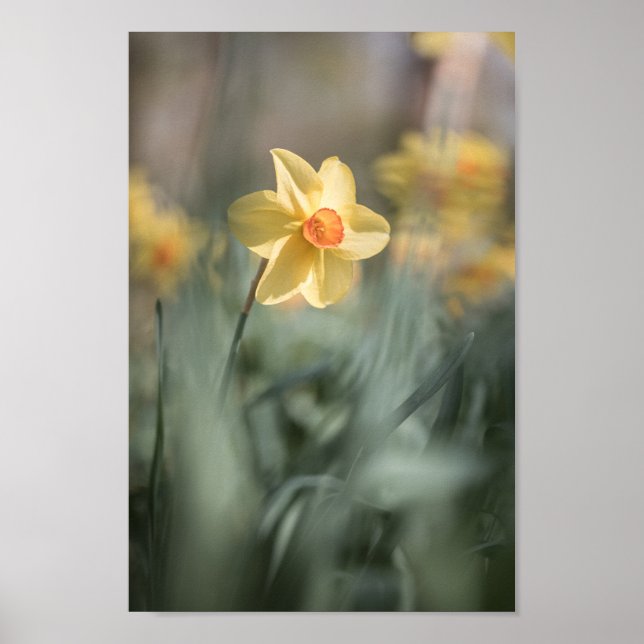 Yellow Blossom Daffodil Nature Photo Poster (Front)